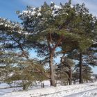 Bäume in der Lüneburger Heide