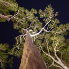 Bäume in der Nacht