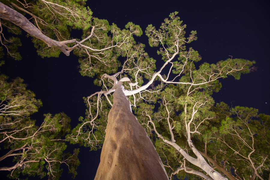 Bäume in der Nacht