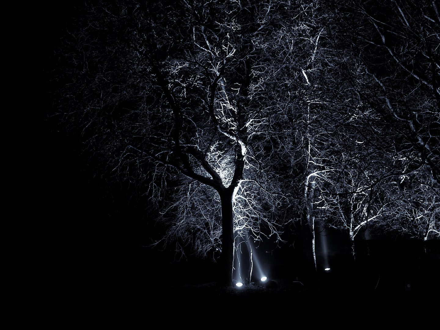 bäume in der nacht ...