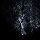 bäume in der nacht ...
