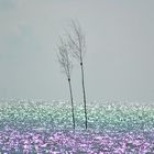 Bäume in der Nordsee