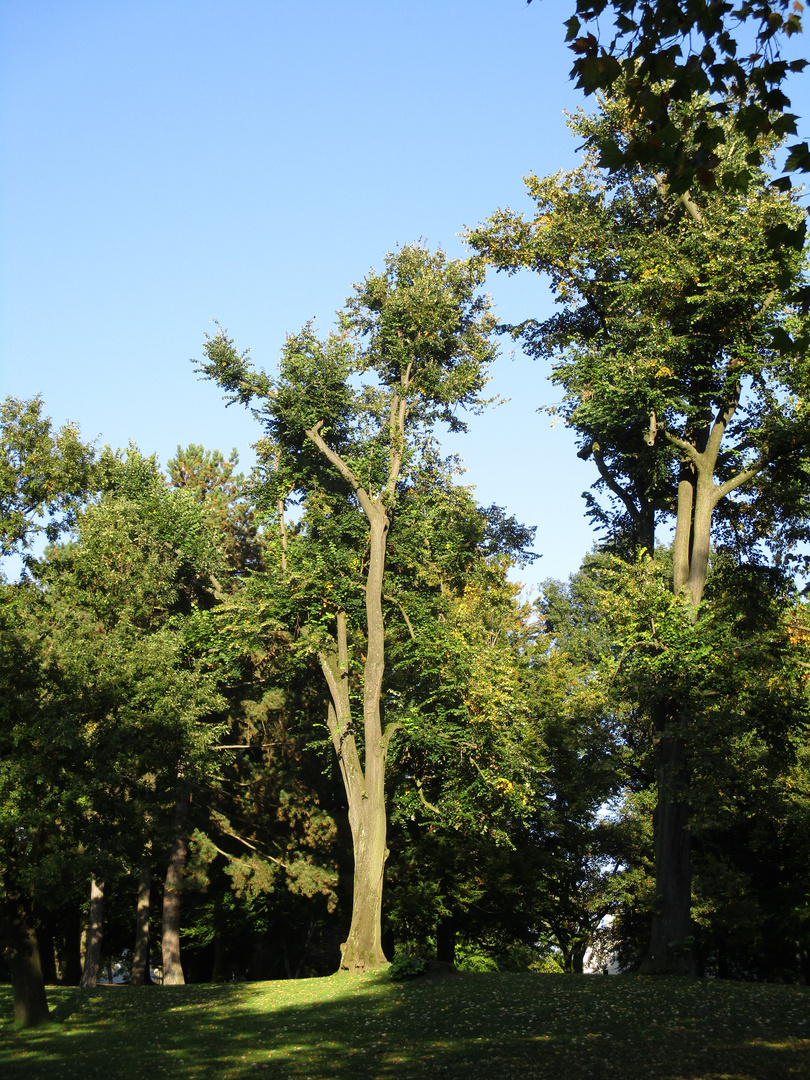 Bäume in der Sonne