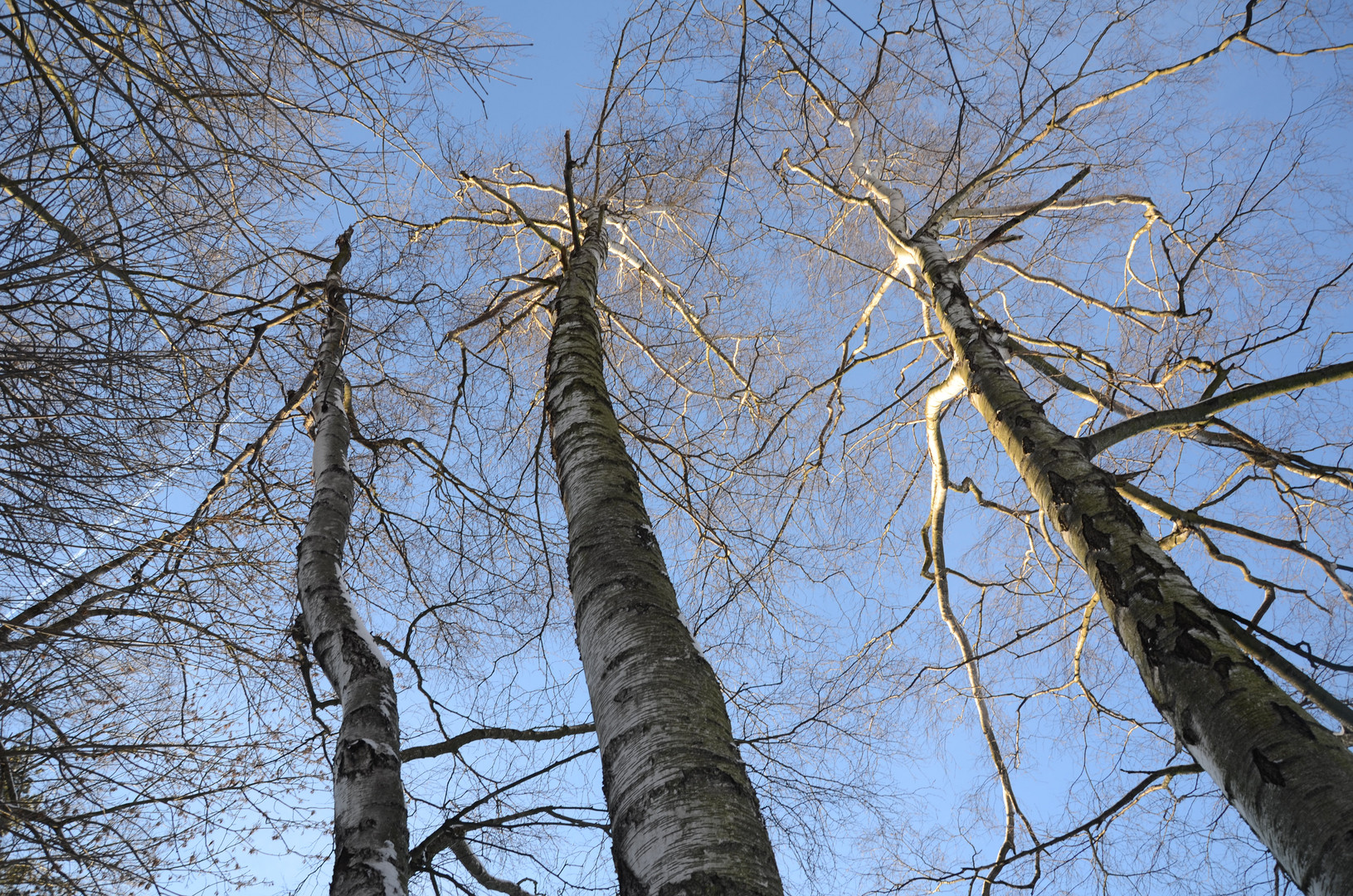 Bäume in der Sonne