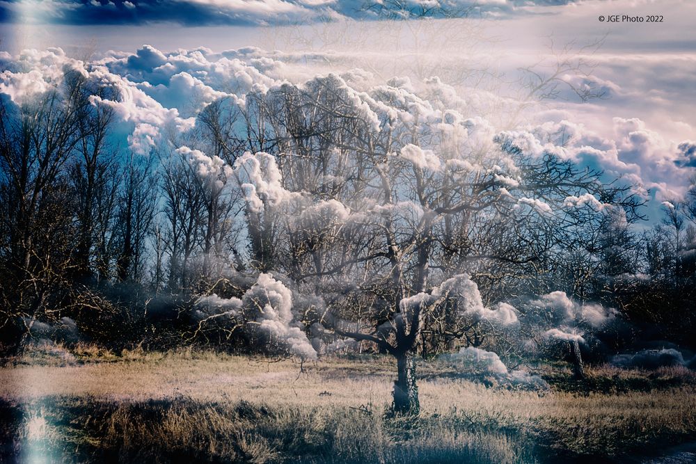 Bäume in der Weidenlandschaft mit Wolken