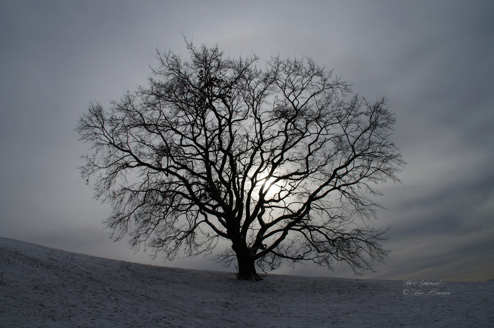 Bäume in der Winterlandschaft