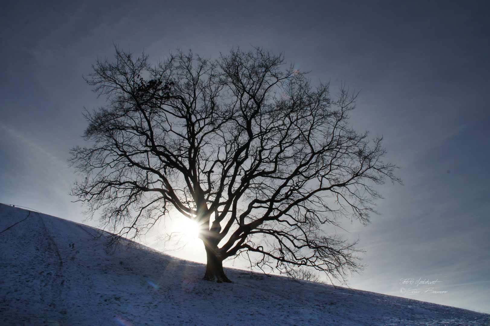 Bäume in der Winterlandschaft