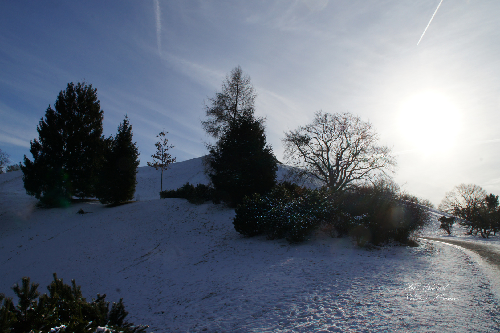 Bäume in der Winterlandschaft