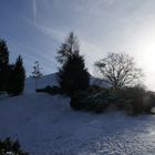 Bäume in der Winterlandschaft