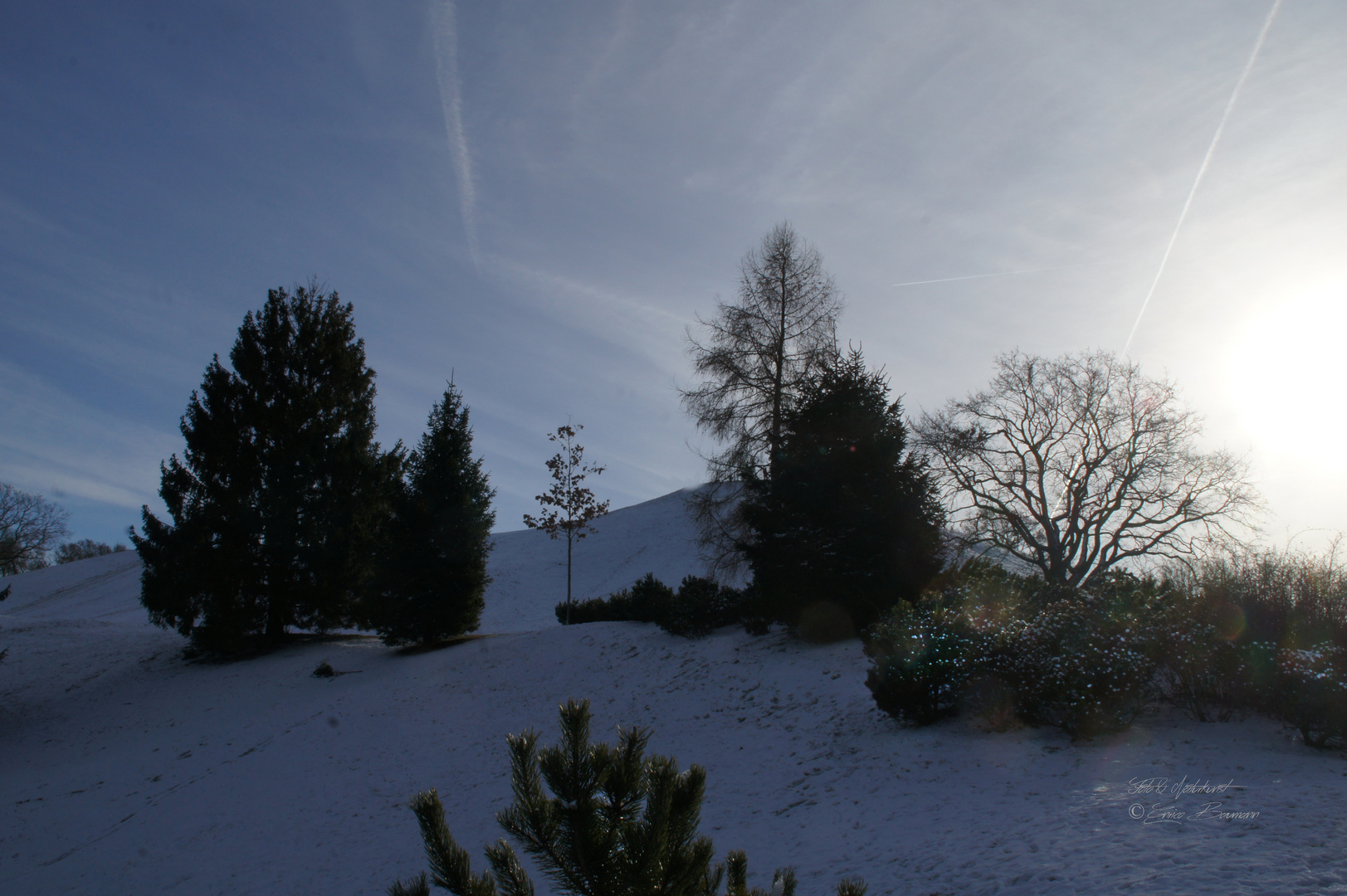 Bäume in der Winterlandschaft