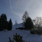 Bäume in der Winterlandschaft