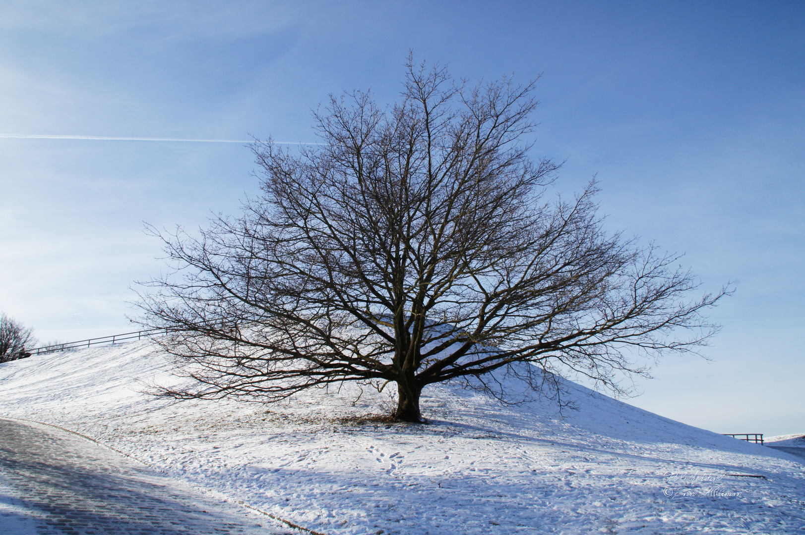 Bäume in der Winterlandschaft