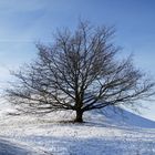 Bäume in der Winterlandschaft