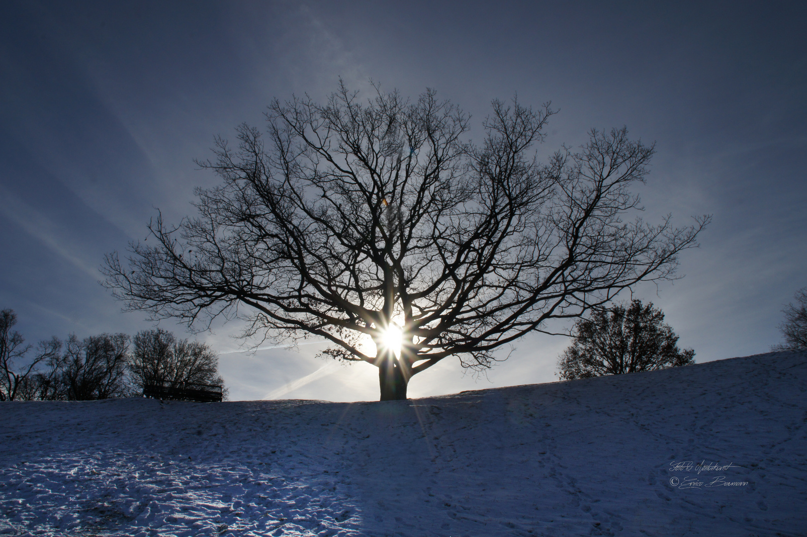 Bäume in der Winterlandschaft