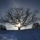 Bäume in der Winterlandschaft