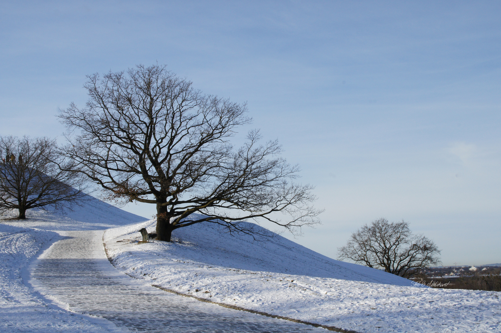 Bäume in der Winterlandschaft