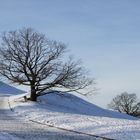 Bäume in der Winterlandschaft