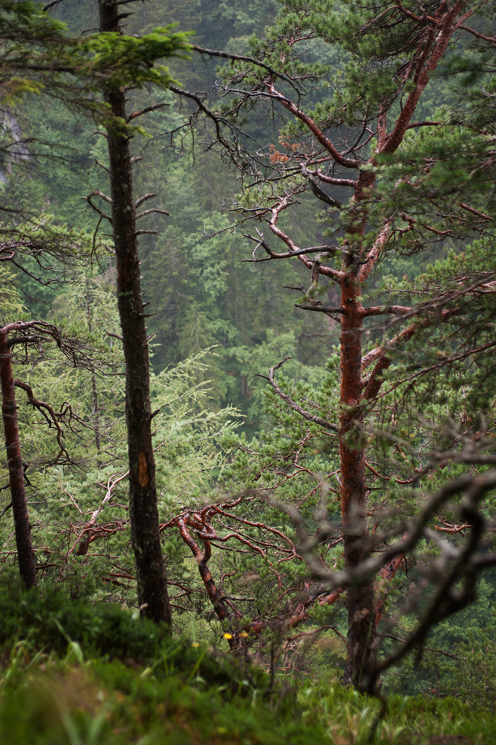 Bäume in der Wörschachklamm bei Regen