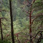 Bäume in der Wörschachklamm bei Regen