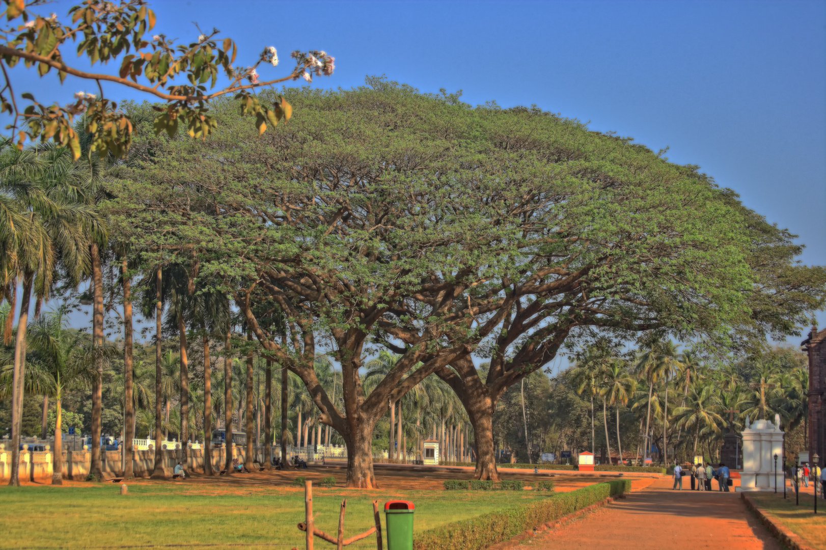 Bäume in Goa