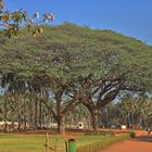 Bäume in Goa