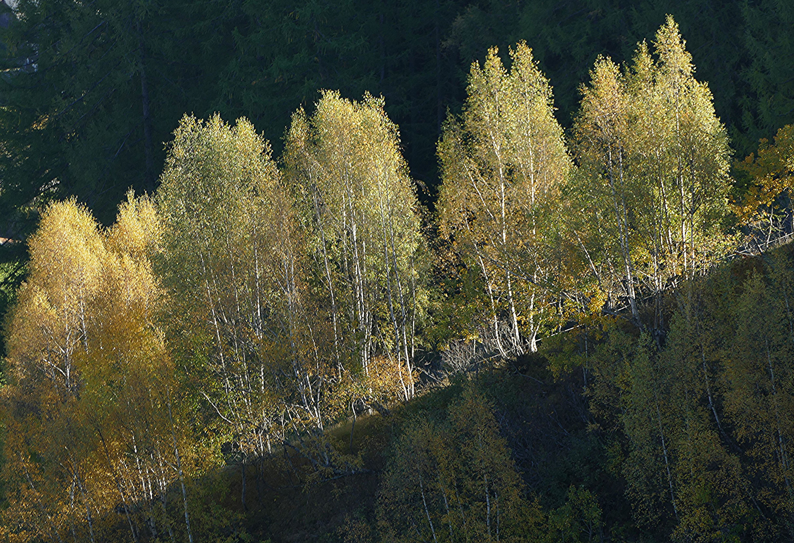 Bäume in Gold