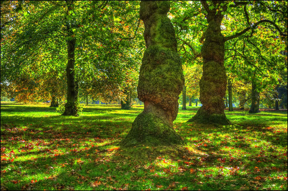 Bäume in HDR