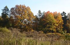 Bäume in Herbstlaune