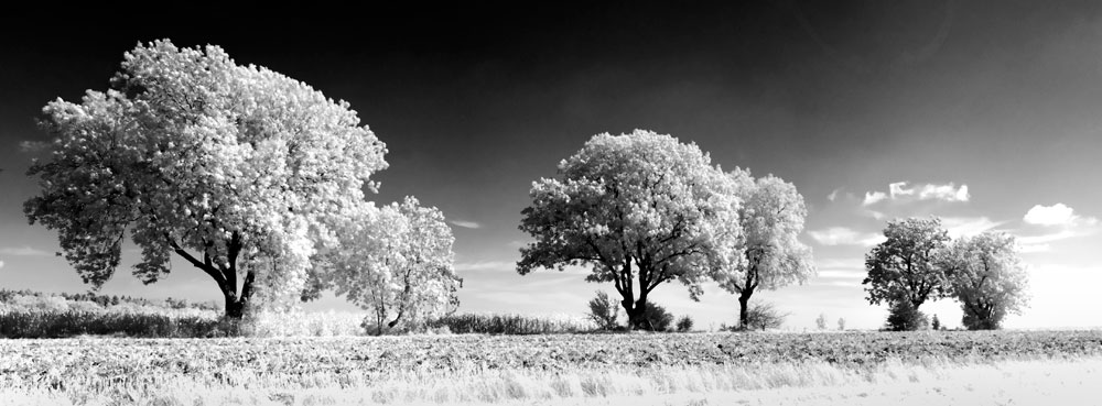 Bäume in Infrarot in der Herbstzeit