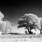 Bäume in Infrarot in der Herbstzeit