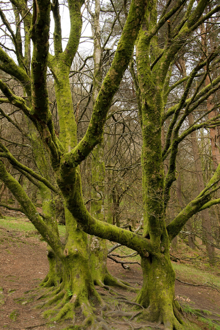 Bäume in Irland