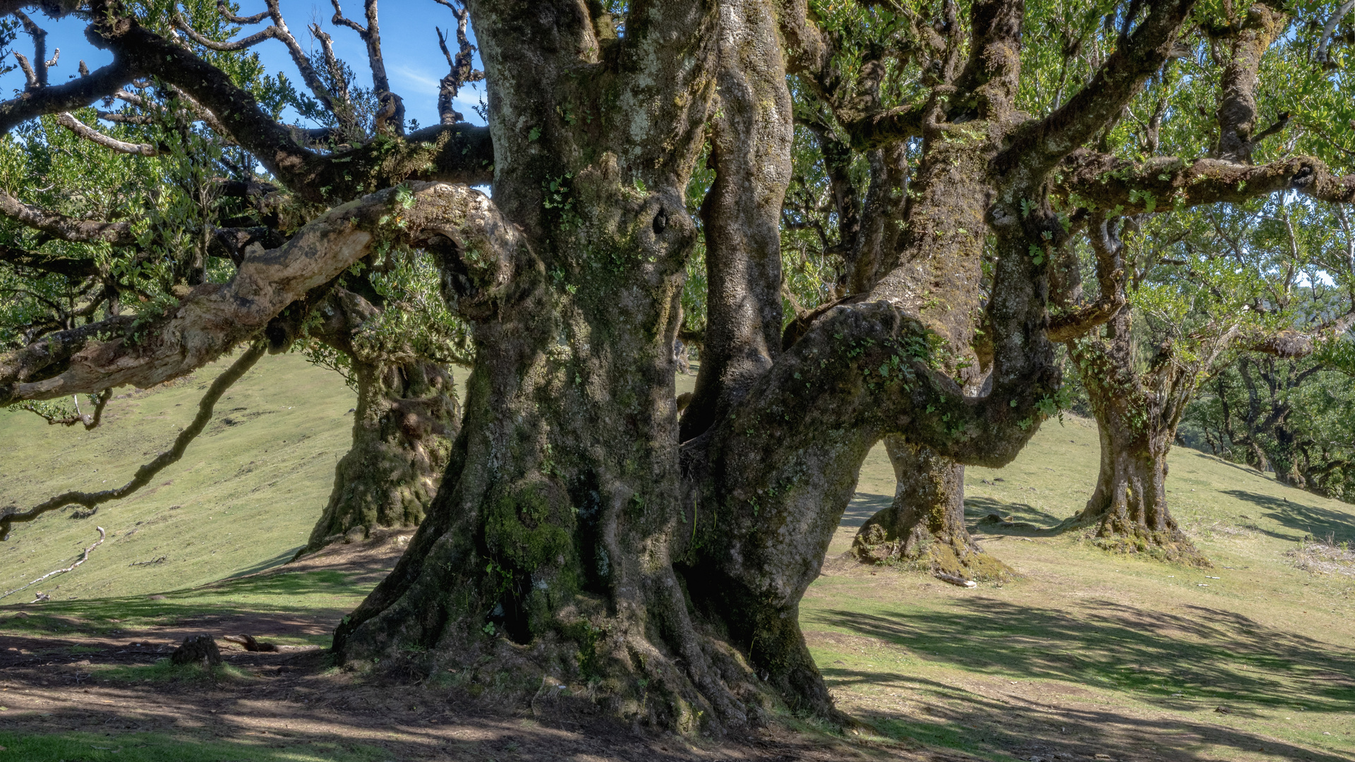 Bäume in Madeira