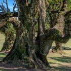 Bäume in Madeira