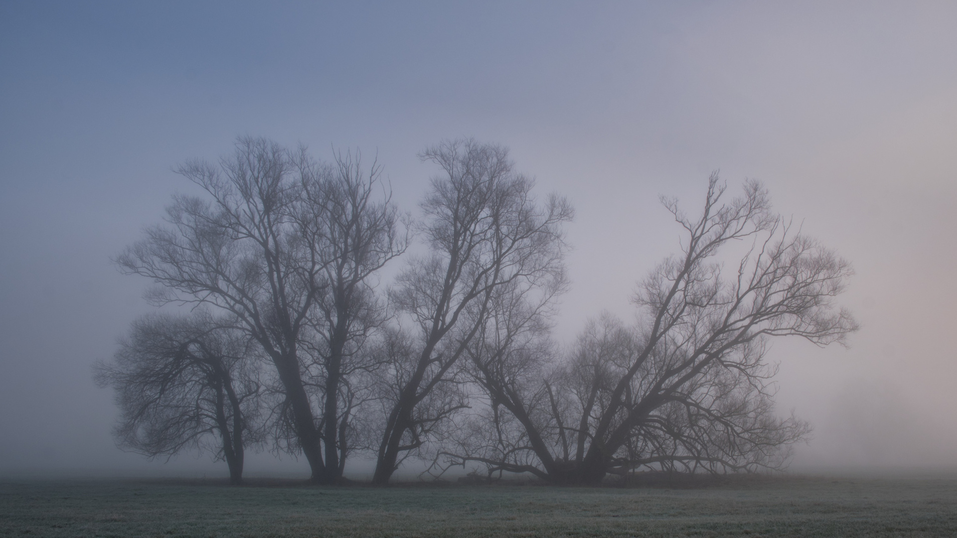 Bäume in Nebel II