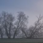 Bäume in Nebel II