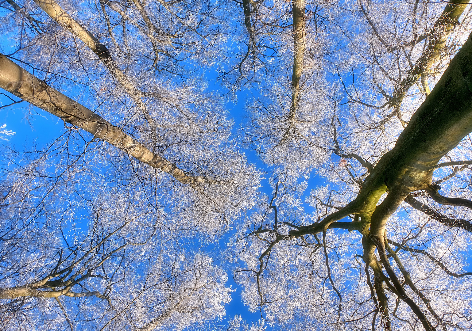 Bäume in Remscheid-3-(29.12.2022)