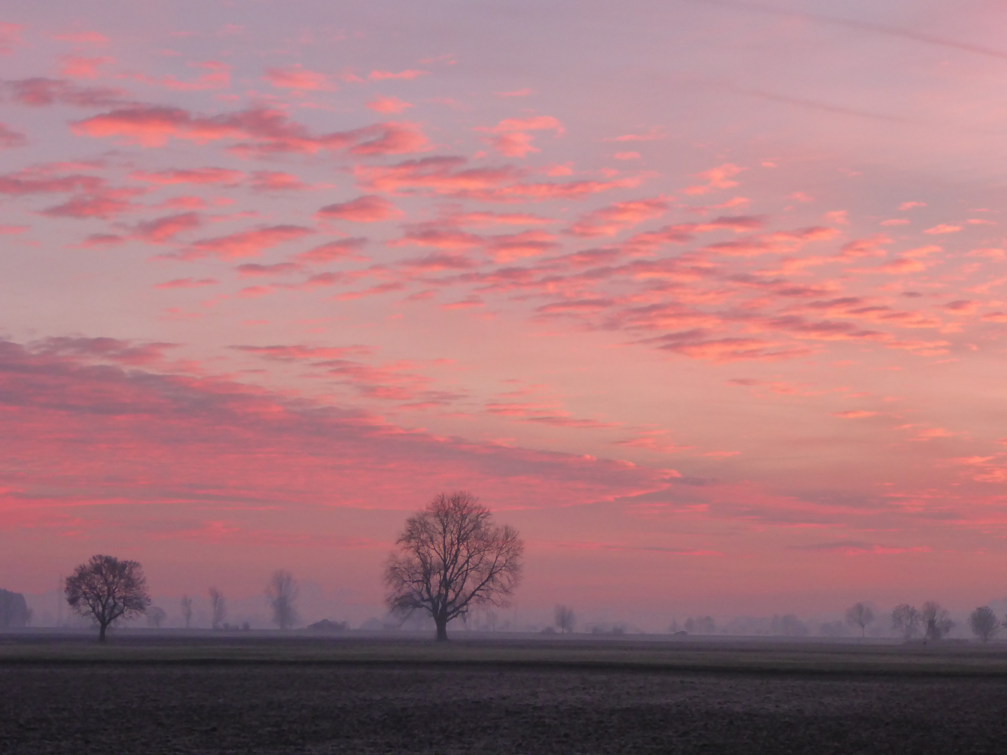 Bäume in rosa