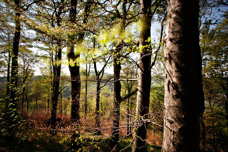 Bäume in Sauerland