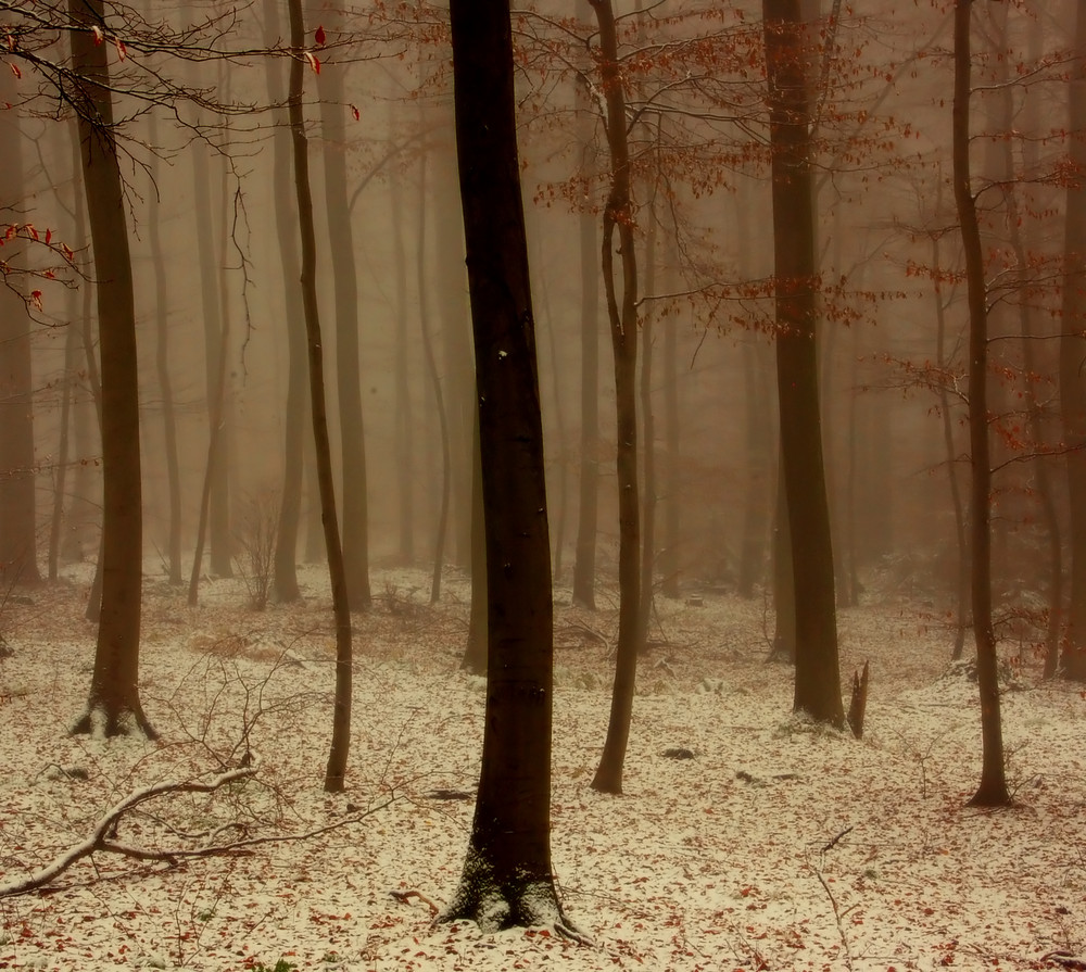 Bäume in Schnee und Nebel