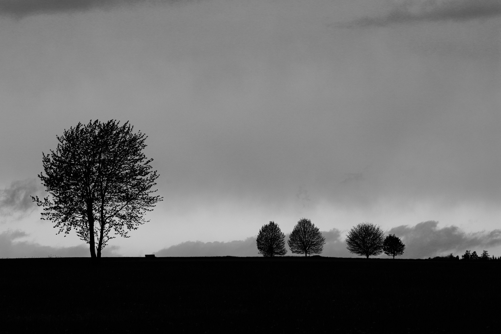 Bäume in Schwarz Weiß 