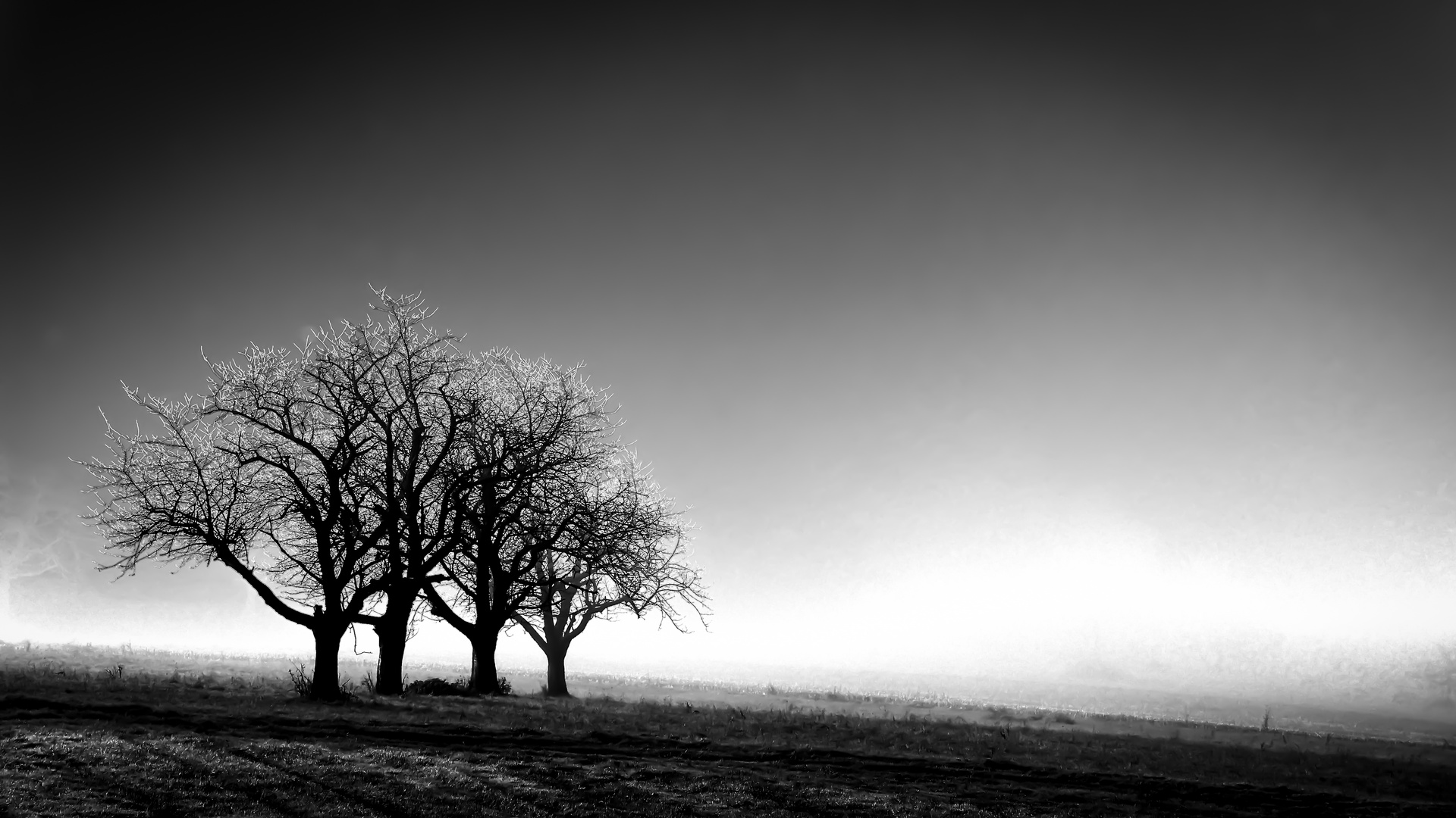 Baume In Schwarz Weiss Foto Bild Pflanzen Pilze Flechten Baume Baume Bilder Auf Fotocommunity