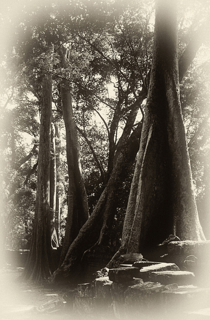 Bäume in Ta Prohm