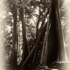 Bäume in Ta Prohm