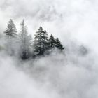 Bäume in Wolken
