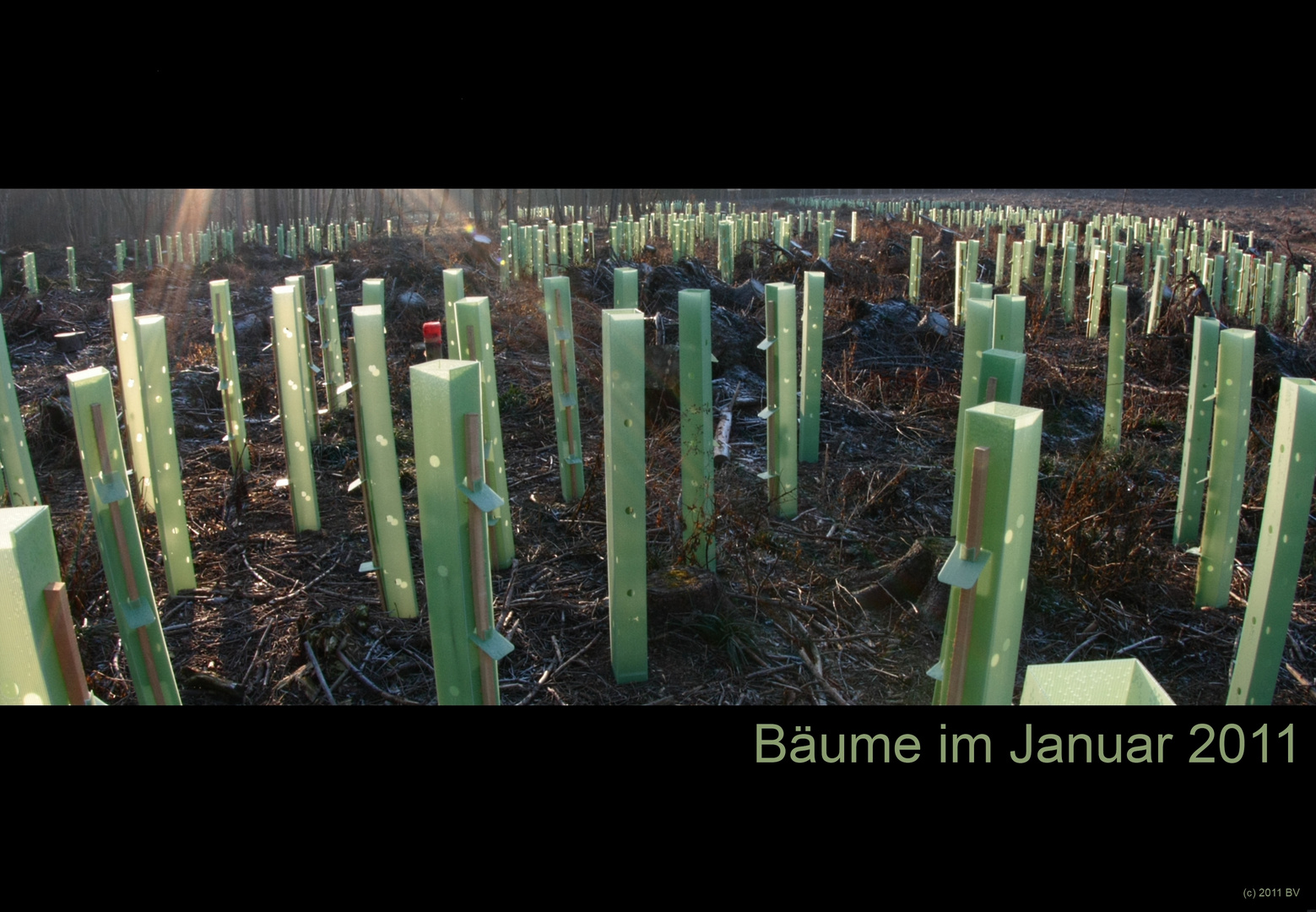 Bäume Januar 2011