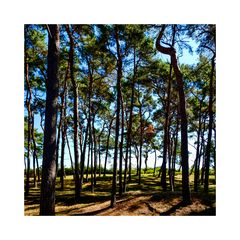 Bäume, Kiefern, Himmel, Sand - kaum zu finden, dieser Strand!