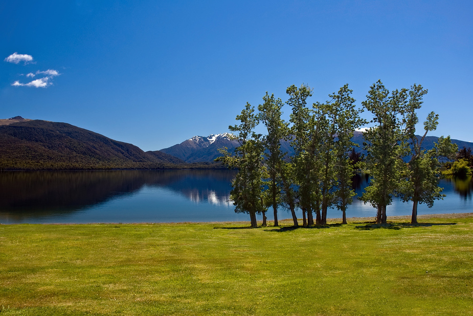 Bäume - Lake Te Anau - Neuseeland - Südinsel