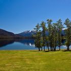 Bäume - Lake Te Anau - Neuseeland - Südinsel