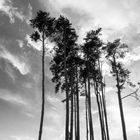 Bäume, Landschaft