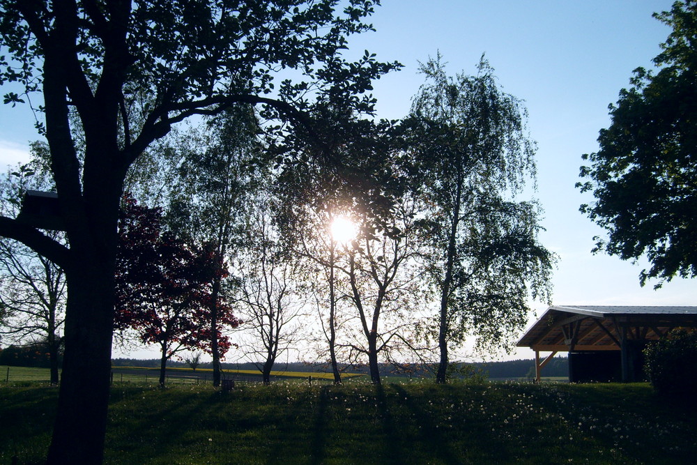 Bäume, Licht und Schatten